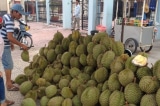 Việt Nam sắp xuất khẩu chính ngạch trái sầu riêng sang Trung Quốc