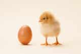 Con gà hay quả trứng có trước – câu hỏi đã có đáp án