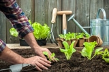 Nhiều người tự trồng rau củ trước tình trạng “bão giá” thực phẩm