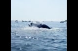 Video cá voi rơi thẳng xuống thuyền câu
