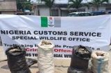 Hải quan Nigeria bắt giữ 3 người Việt do nghi ngờ buôn lậu vẩy tê tê