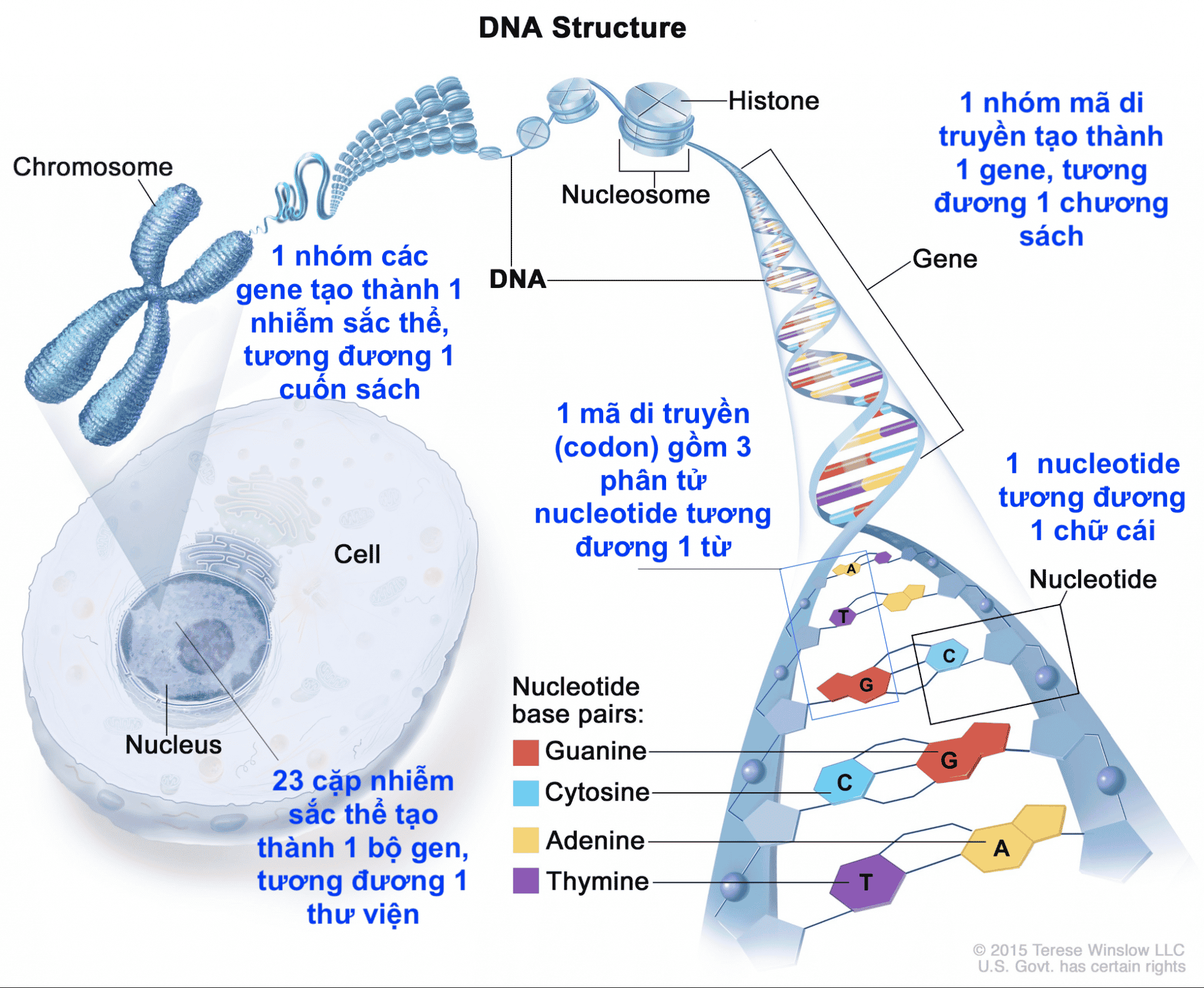 thoái hóa gen