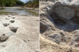 Tìm thấy dấu chân khủng long 113 triệu năm ở dòng sông khô cạn tại Texas