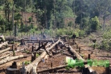 Từ năm 2020 tới 2021: Mỗi ngày 294 ha rừng tự nhiên biến mất