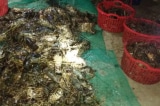 Phú Yên: Hơn 30.000 con tôm hùm và cá chết vì ‘thiếu oxy, ngạt khí độc’