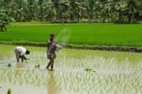 Ấn Độ hạn chế xuất khẩu gạo, nguy cơ làm gia tăng khủng hoảng lương thực thế giới