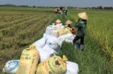 Việt Nam xuất khẩu gạo đạt 2,3 tỷ USD trong 8 tháng, tăng 21% cùng kỳ