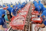 Hơn 30 doanh nghiệp xuất khẩu cá tra sang Mỹ bị áp thuế 2,39 USD/kg