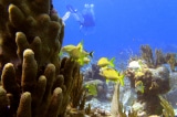 Nghiên cứu: Hơn 50% số rạn san hô trên thế giới có nguy cơ biến mất vào năm 2035