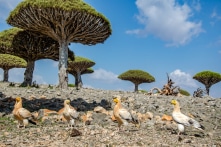 Kỳ bí Đảo Socotra – vùng đất ngoài hành tinh