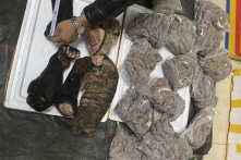 Gần 10 kg thịt hổ, chân gấu, xác hổ con bị phát hiện trên xe khách Bắc-Nam