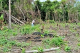 Bình Định: Cựu Bí thư huyện giả chữ ký để ‘thâu tóm’ gần 140ha đất rừng phòng hộ