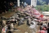 Nghệ An: Gần 1.300 con lợn bị chết cháy, giật điện, hộ dân mất hàng tỷ đồng