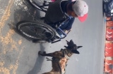 Cảm động: Chú chó trung thành đẩy xe lăn giúp chủ qua đường