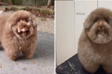 Cô chó với ngoại hình ngộ nghĩnh có hơn 100 nghìn người theo dõi trên Instagram
