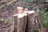 Gia Lai: Hoàn tất thủ tục khởi tố vụ phá rừng tại huyện Kông Chro