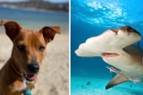 Chó potcake lao xuống biển tấn công cá mập đầu búa khiến du khách kinh ngạc 