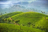 Văn hóa trà giàu bản sắc ở Ấn Độ