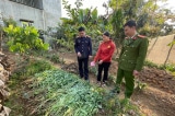 Sơn La: Trồng gần 900 cây thuốc phiện, một phụ nữ bị bắt
