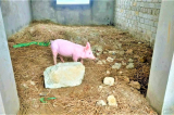 Thanh Hóa: Chi tiền tỷ xây trụ sở xã để… nuôi lợn