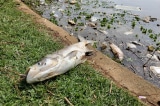Đà Lạt: Nước hồ Xuân Hương đổi màu, cá chết la liệt, bốc mùi hôi thối