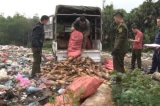 Lào Cai: Hơn 1 tấn măng vầu tươi bị tiêu hủy