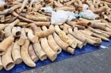 7 tấn ngà voi nhập lậu từ châu Phi bị phát hiện tại cảng Hải Phòng