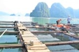 Nhận tiền giúp ‘bảo kê’ nuôi thủy sản, Chủ tịch phường ở Quảng Ninh bị bắt