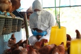 Một phụ nữ ở Giang Tô bị nhiễm H5N1, chủng virus liên quan đã lan rộng trên thế giới