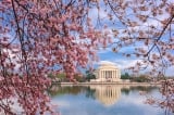 Hoa anh đào nở rộ ở Washington, D.C. – Biểu tượng của lịch sử đau thương và hy vọng