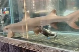 [VIDEO] Xem khoảnh khắc cá mập sinh 3 con trong bể cá nhà hàng