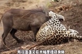Thuyết minh video thế giới động vật ám chỉ mối quan hệ Mỹ – Trung