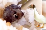 [VIDEO] TQ: Sinh viên nghi có đầu chuột trong thức ăn, quản lý nói đó là “cổ vịt”