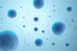 Nghiên cứu mới hé lộ số lượng tế bào trong cơ thể người
