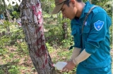 Hơn 200 cây rừng tự nhiên ở Ninh Thuận bị đầu độc bằng hóa chất
